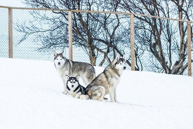 Husky Petting in Akureyri (private) - Price Per Group: When It’s a Good Deal and When It Isn’t