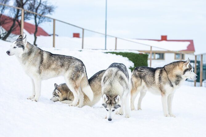 Husky Petting in Akureyri (private) - Timing in Akureyri: Make Your Husky Hour Work