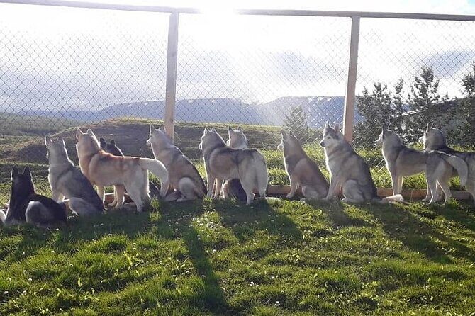 Husky Petting in Akureyri (private) - Should You Book Husky Petting in Akureyri (Private)?