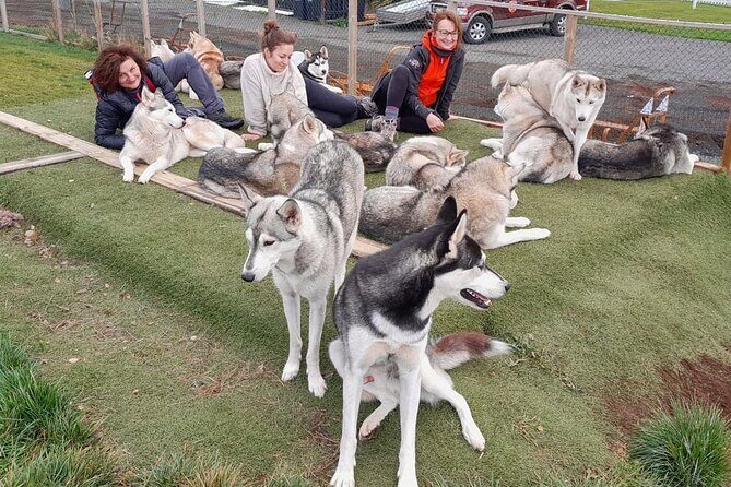 Husky Petting in Akureyri (private) - How the Hour Works: Pickup, Kennel Time, and an Easy Return