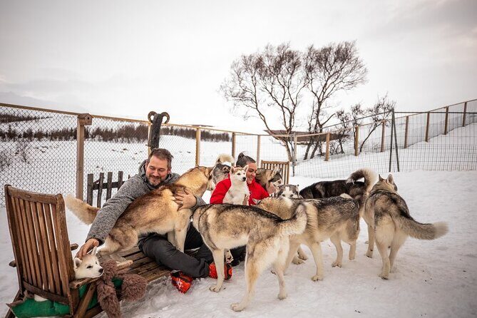 Husky Petting, in Akureyri - Meeting at goHusky and Getting to the Kennel Smoothly
