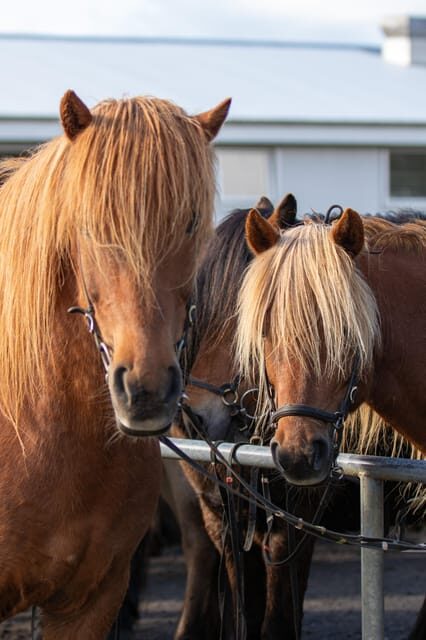 Hveragerdi: Countryside Charm Horse Riding Tour - Key highlights you’ll care about