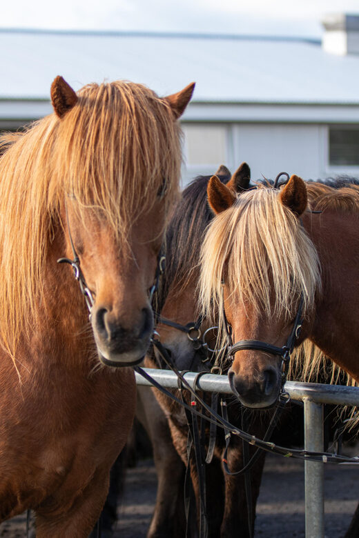 Hveragerdi: Countryside Charm Horse Riding Tour - The short riding intro: how they set you up