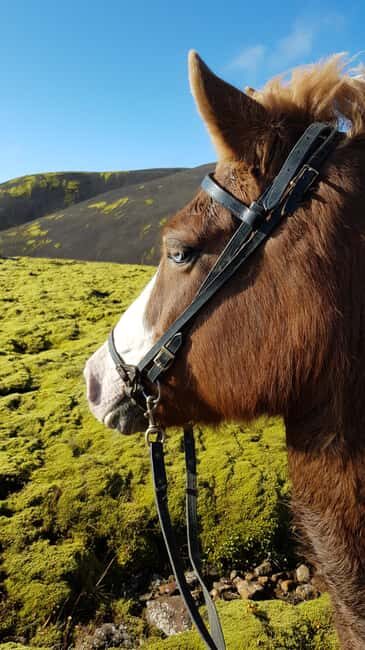 Hveragerði: Horseback Riding Tour for Beginners and … - Reykjadalur on horseback: why this one-hour ride works