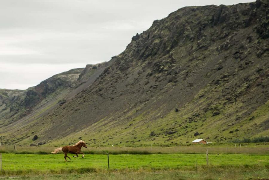 Hveragerði: Horseback Riding Tour for Beginners and … - The views from Reykjadalur Valley are the point