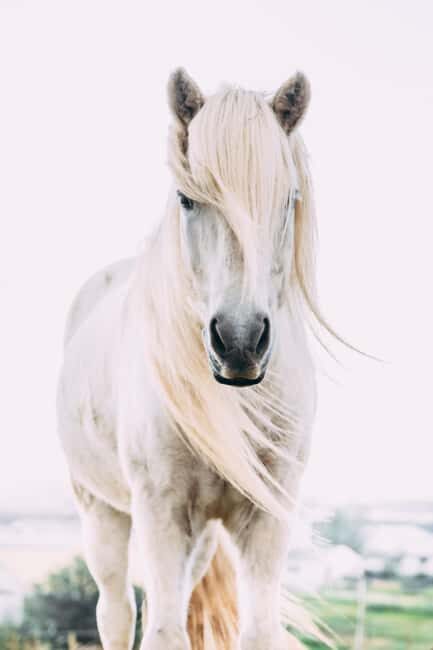 Hveragerði: Horseback Riding Tour for Beginners and … - Learning with an English guide (and a little stableside personality)