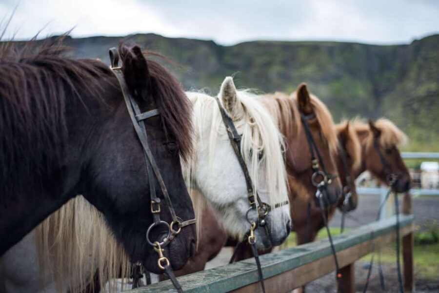 Hveragerði: Horseback Riding Tour for Beginners and … - Coffee and tea after the ride: a simple payoff