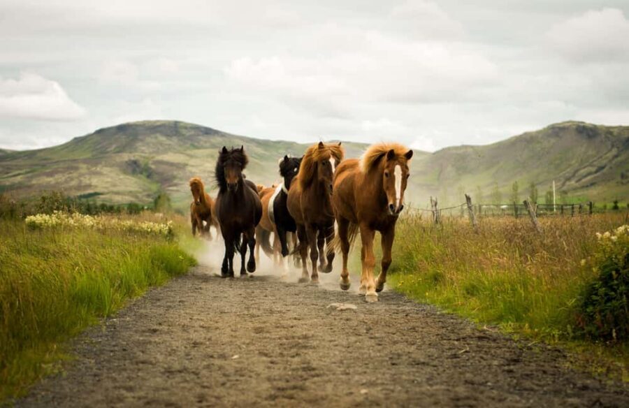 Hveragerði: Horseback Riding Tour for Beginners and …