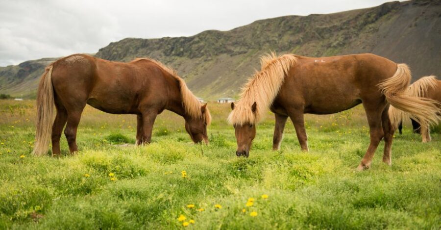 Hveragerdi: Reykjadalur (Hotspring Valley) Horse Riding Tour - What’s Included (and What You’ll Need to Bring Anyway)