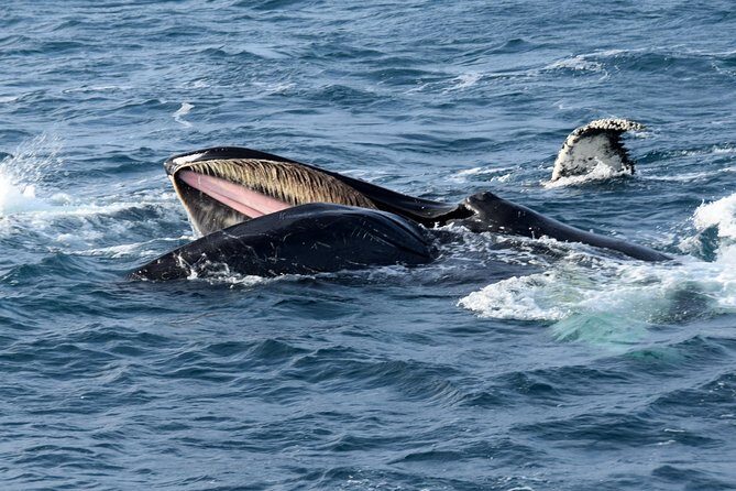 Iceland Super Saver: Northern Lights Cruise plus Whale-Watching Tour from Reykjavik - Key Highlights You’ll Care About