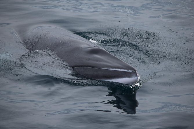 Iceland Super Saver: Northern Lights Cruise plus Whale-Watching Tour from Reykjavik - Two Tours, One Night Rhythm From Reykjavik
