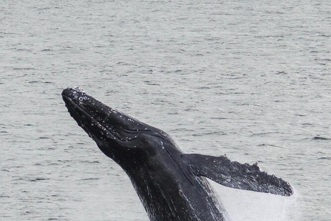Iceland Super Saver: Northern Lights Cruise plus Whale-Watching Tour from Reykjavik - What the Boat Trip Feels Like: Thermal Gear and Heated Inside