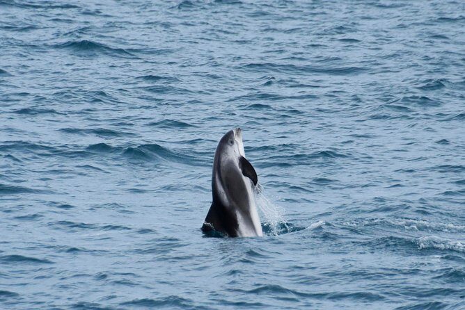 Iceland Super Saver: Northern Lights Cruise plus Whale-Watching Tour from Reykjavik - Price and Value: What $186.74 Buys You