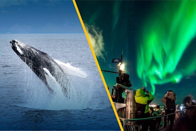 Iceland Super Saver: Northern Lights Cruise plus Whale-Watching Tour from Reykjavik - Comfort and Planning Tips That Make This Tour Way Easier