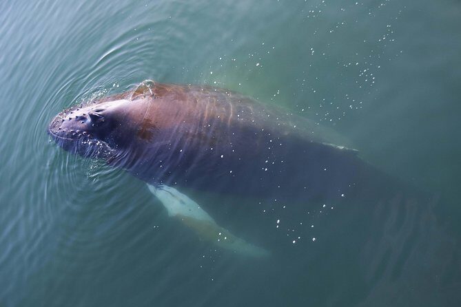 Iceland Super Saver: Northern Lights Cruise plus Whale-Watching Tour from Reykjavik - Whale Watching in Faxaflói Bay: What You’re Looking For