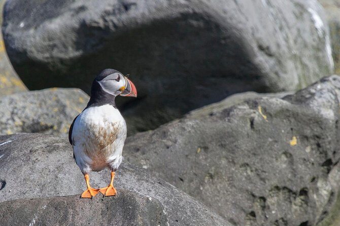 Iceland Super Saver: Puffin Cruise plus Whale-Watching Tour from Reykjavik - Key Things That Make This Combo Work
