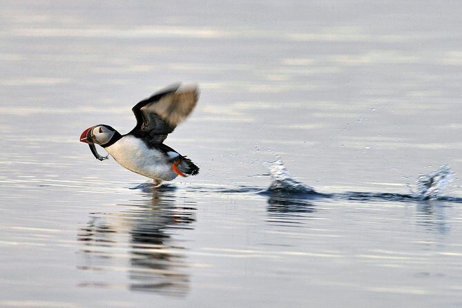 Iceland Super Saver: Puffin Cruise plus Whale-Watching Tour from Reykjavik - Reykjavik Meeting Point and How the Day Flows