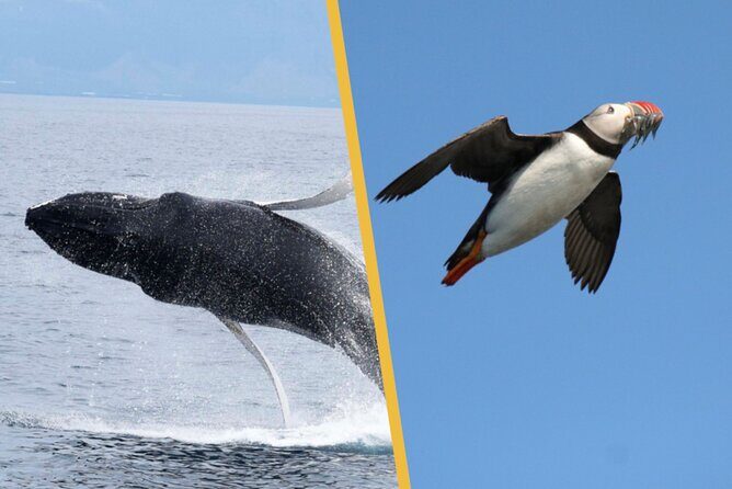 Iceland Super Saver: Puffin Cruise plus Whale-Watching Tour from Reykjavik - Whale Watching in Faxafloi Bay: What You Can Spot and What You Can’t Control