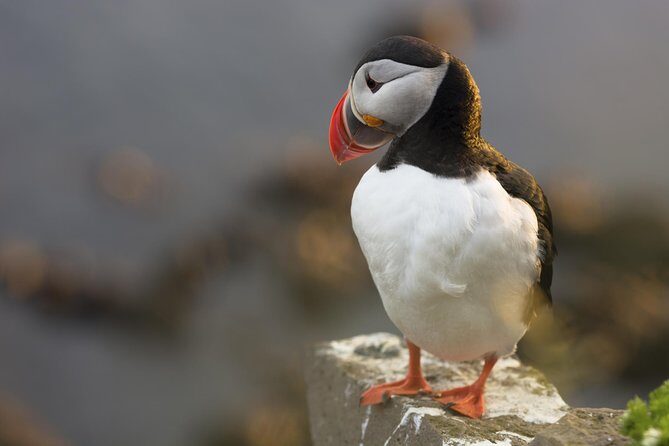 Iceland Super Saver: Puffin Cruise plus Whale-Watching Tour from Reykjavik - Switching Boats: The Practical Benefit of a Combo Day