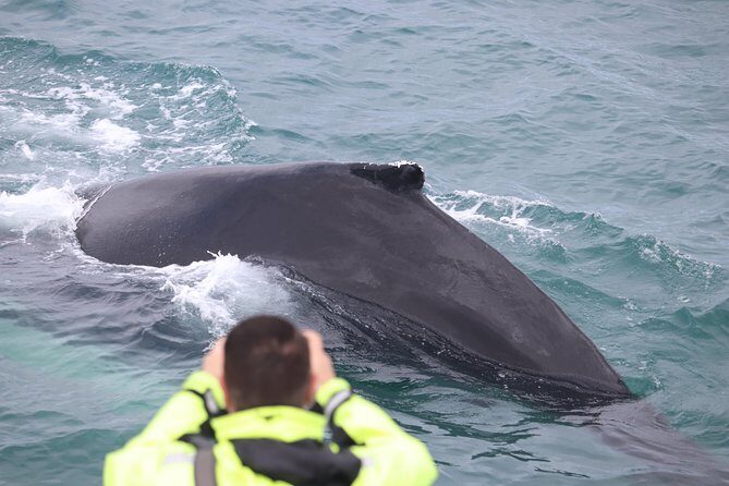 Iceland Super Saver: Puffin Cruise plus Whale-Watching Tour from Reykjavik - Gear, App, and On-Board Comfort That Actually Help