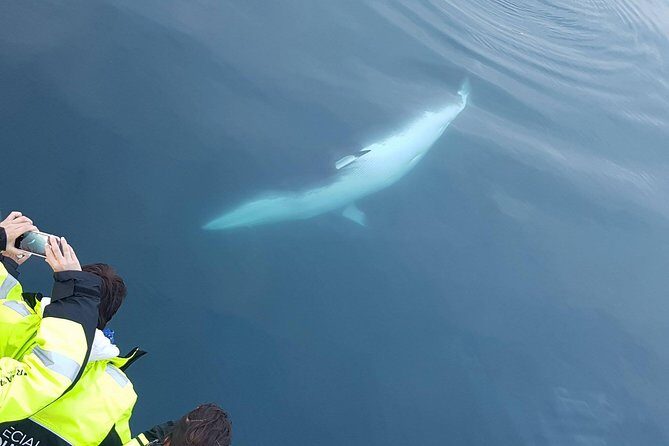 Iceland Super Saver: Puffin Cruise plus Whale-Watching Tour from Reykjavik - Price and Value: Is $156.19 a Good Deal for Two Wildlife Tours?