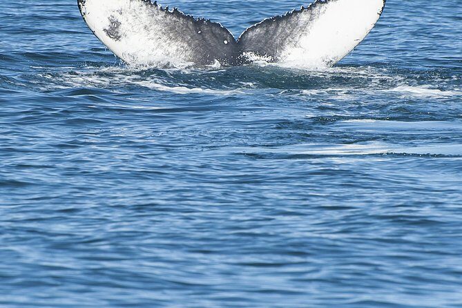 Iceland Super Saver: Puffin Cruise plus Whale-Watching Tour from Reykjavik - Who This Tour Fits Best