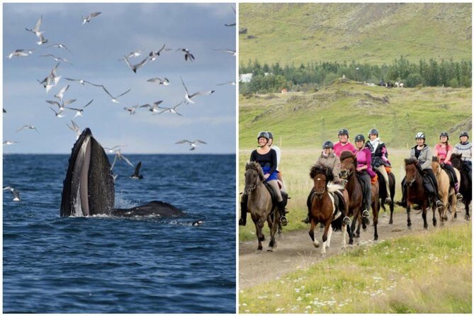 Icelandic Horse Riding and Whale Watching Cruise from Reykjavík - Quick Take: What Makes This Day Work
