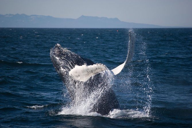 Icelandic Horse Riding and Whale Watching Cruise from Reykjavík - Stop 2: Elding Whale Watching From Reykjavík’s Biggest Bay