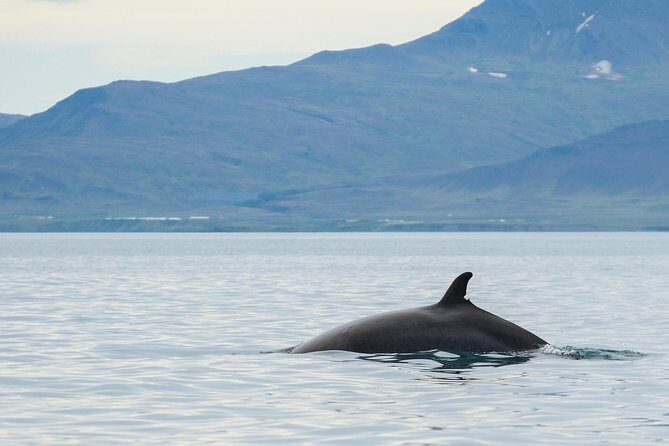 Icelandic Horse Riding and Whale Watching Cruise from Reykjavík - What About Sickness, Seasickness, and Weather?