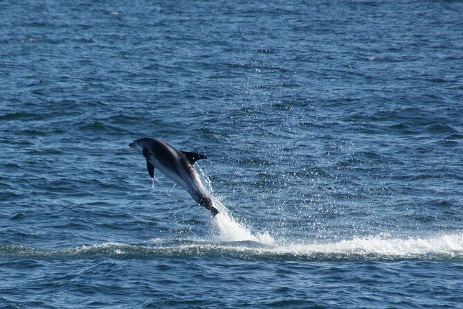 Icelandic Horse Riding and Whale Watching Cruise from Reykjavík - Price and Value: Is $280 Really Worth It?
