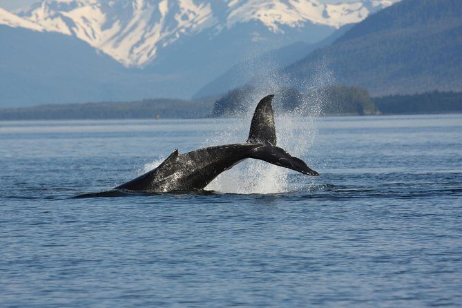Icelandic Horse Riding and Whale Watching Cruise from Reykjavík - Logistics That Actually Matter (Pickup, Timing, Capacity)