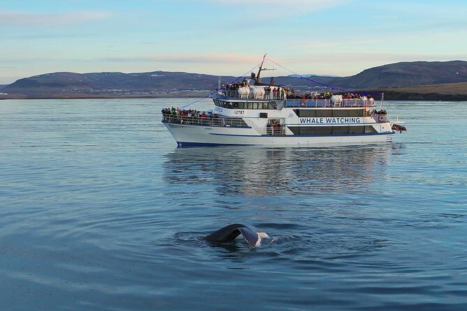 Icelandic Horse Riding and Whale Watching Tour from Reykjavik - High-Speed Whale Watching in Faxaflói Bay: What You Can See