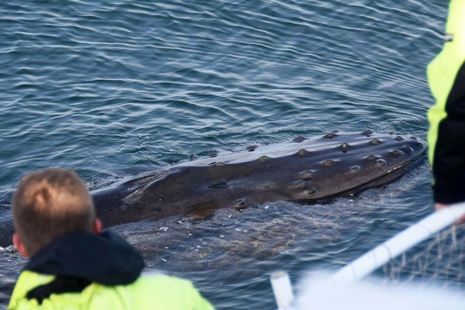 Icelandic Horse Riding and Whale Watching Tour from Reykjavik - Price and Value: What Your $233 Is Actually Buying