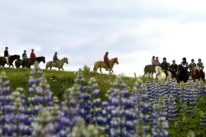 Icelandic Horseback Riding Tour Including Pick Up from Reykjavik - Who this tour suits best (and who should think twice)