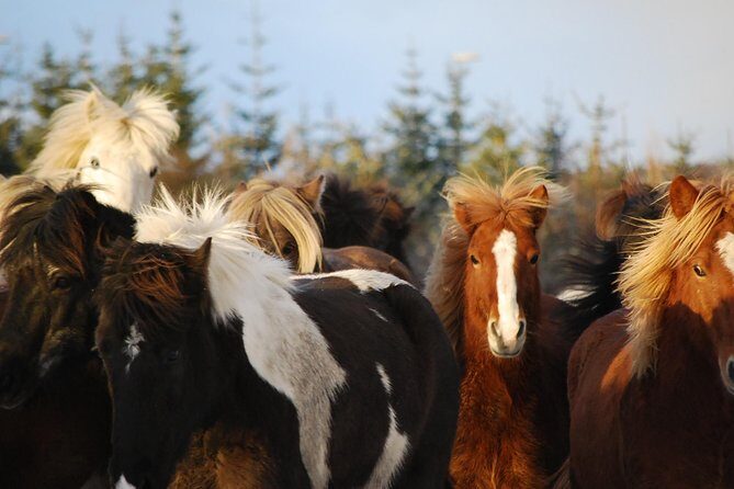 Icelandic Horseback Riding Tour with Pickup Option from Reykjavik - Reykjavik Pickup and Getting to the Stables Without Stress