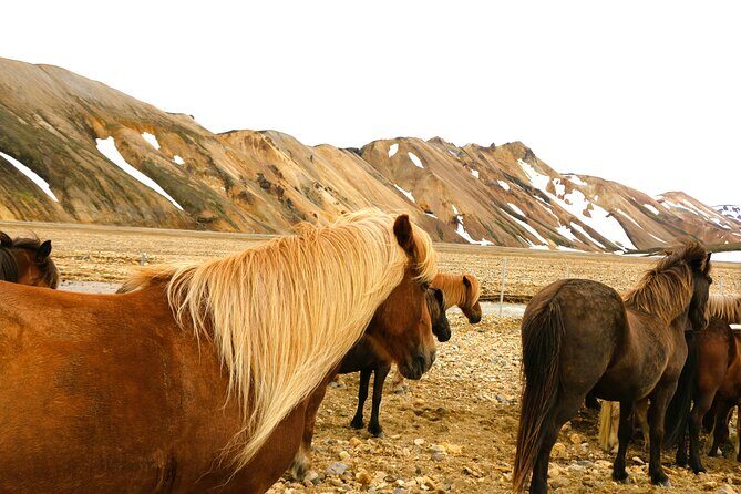 Landmannalaugar Hiking, Haifoss Waterfall and Hot Springs Tour
