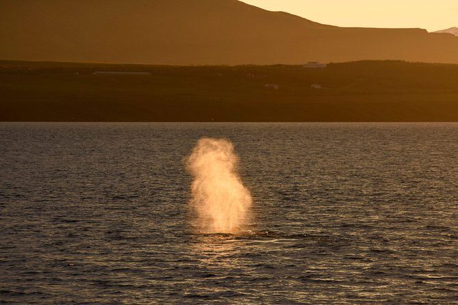 Magical Whales in the Midnight Sun | from Reykjavik - What you’ll look for: humpbacks, minkes, dolphins, and more