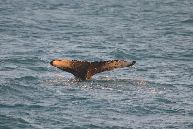 Magical Whales in the Midnight Sun | from Reykjavik - The onboard show and guide commentary: why it improves your odds of seeing the right thing