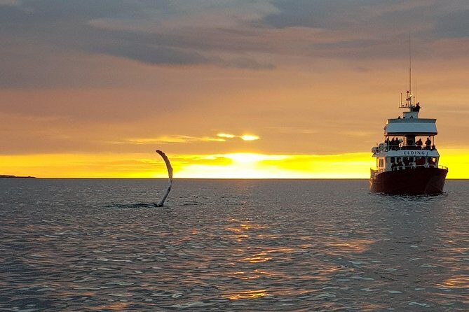 Magical Whales in the Midnight Sun | from Reykjavik - Sea life and the midnight-sky effect: why this isn’t just another whale cruise