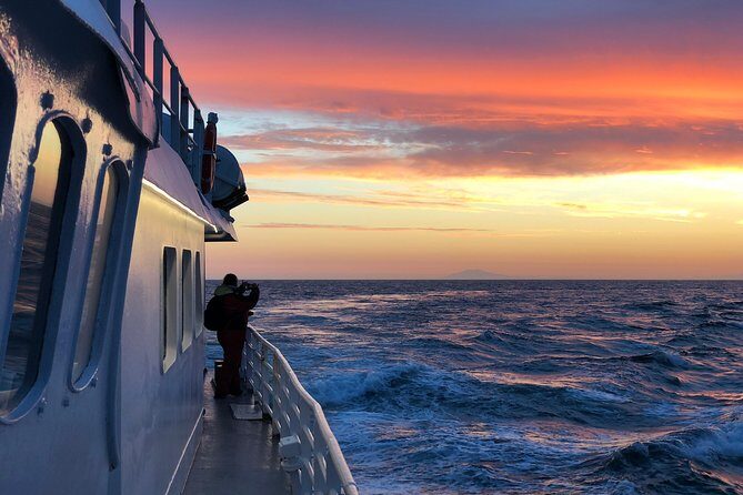 Magical Whales in the Midnight Sun | from Reykjavik