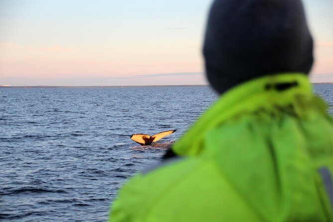 Midnight Sun Whale Watching from Reykjavik - Key things I’d highlight before you book