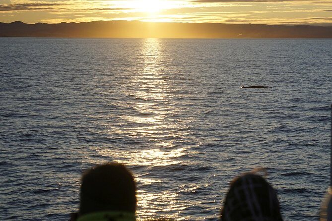 Midnight Sun Whale Watching from Reykjavik - The two stops you’ll feel: Old Harbour atmosphere and the Special Tours handoff