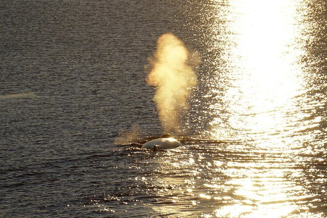 Midnight Sun Whale Watching from Reykjavik - The sightings guarantee: how the free retake works in real life