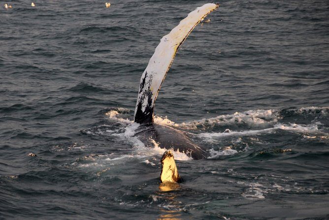 Midnight Sun Whale Watching from Reykjavik - What to wear and pack for a midnight sun boat outing