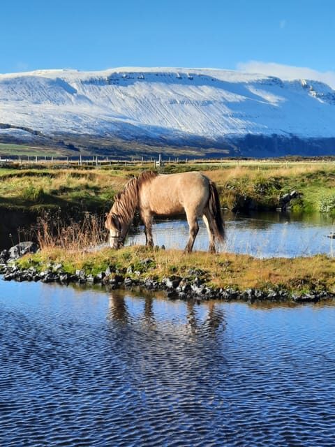 North Iceland: Horseback Riding Tour - Key Highlights You’ll Feel Fast