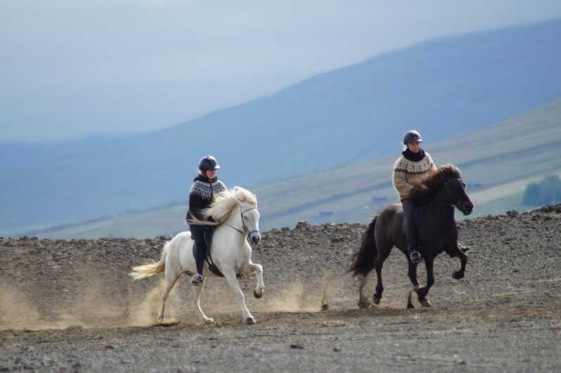 North Iceland: Horseback Riding Tour - From the Farm Down to the River: Cows, Sheep, and Real North Iceland Timing