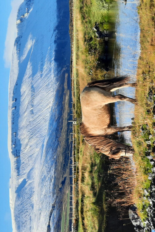 North Iceland: Horseback Riding Tour - Price, Value, and What You Should Budget for