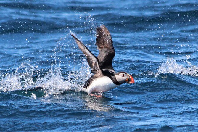 Original Big Whale Safari & Puffins Speedboat Tour from Húsavík - Húsavík’s “original” RIB whale safari: why this format works