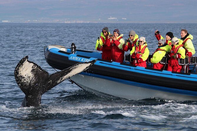 Original Big Whale Safari & Puffins Speedboat Tour from Húsavík - Getting ready: the “come 40 minutes early” mindset