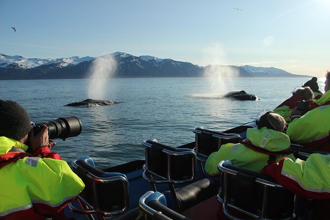 Original Big Whale Safari & Puffins Speedboat Tour from Húsavík - Puffin Island during breeding season: summer magic with real limits